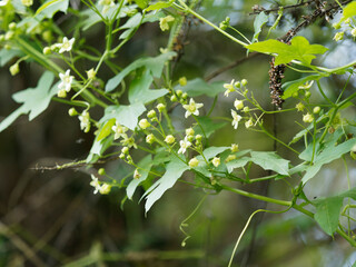 (Bryonia dioica) Bryone dioïque ou couleuvrée aux grappes de fleurs étoilées blanc jaunâtre, corolle à cinq lobes poilus, veinées et calices en forme de cloche jaune verdâtre