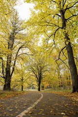 Forest alley with pedestrian path with large trees.