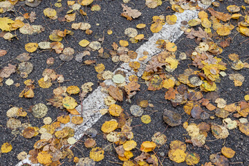 Small yellow leaves fallen on a pedestrian bicycle road path.