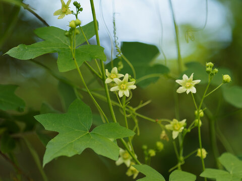 (Bryonia dioica) Bryone dio&iuml;que ou couleuvr&eacute;e aux grappes de fleurs &eacute;toil&eacute;es blanc jaun&acirc;tre, corolle &agrave; cinq lobes poilus, vein&eacute;es et calices en forme de cloche jaune verd&acirc;tre