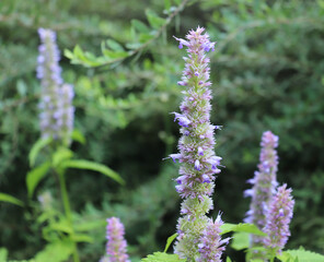 Agastache rugosa is a medicinal and ornamental plant. They are commonly known as Korean Mint. Herbs in the garden.