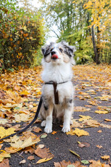 Fototapeta premium Small blue merle sheltie puppy sitting on a pedestrian path with many leaves.