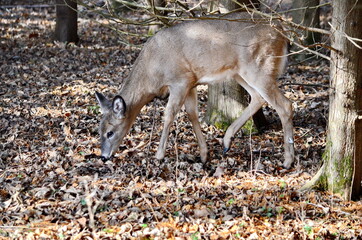 Fawn a young deer in fall foliage in Ontario, Canada.