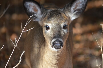 Fototapeta premium Fawn a young deer in fall foliage in Ontario, Canada.
