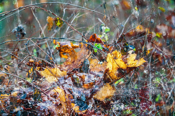 Close view at the rain in the forest in autumn