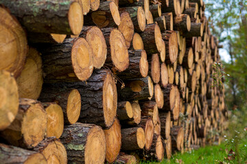 Pine timber, ready for transport from forest