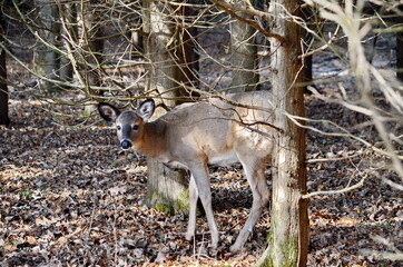 Fawn a young deer in fall foliage in Ontario, Canada.