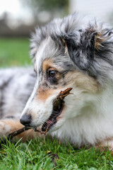 Small shetland sheepdog sheltie puppy playing in garden.