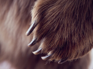 Paw brown bear with claws.