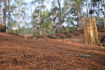 pine twig