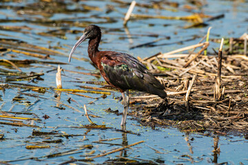 Ibis falcinelle, .Plegadis falcinellus, Glossy Ibis