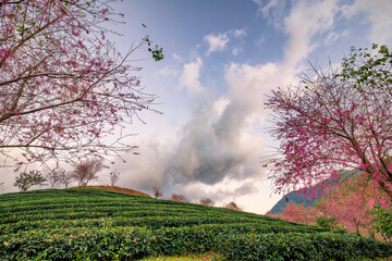 Beautiful cherry flowers bloom in tea hill in Sapa, Vietnam