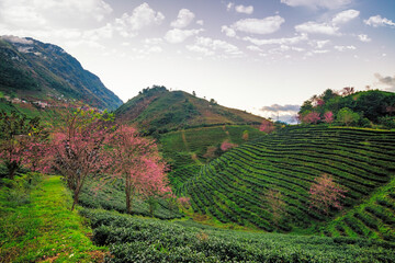 Beautiful cherry flowers bloom in tea hill in Sapa, Vietnam