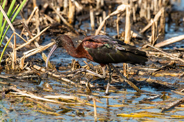 Ibis falcinelle, .Plegadis falcinellus, Glossy Ibis