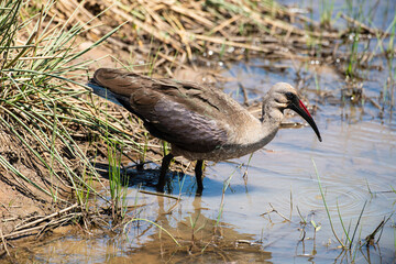 Ibis hagedash,.Bostrychia hagedash ,Hadada Ibis, Afrique du Sud