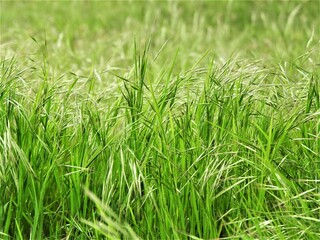 Gras
