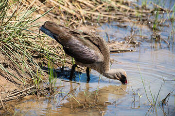 Ibis hagedash,.Bostrychia hagedash ,Hadada Ibis, Afrique du Sud