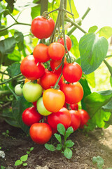 Ripe tomato plant growing in greenhouse. Fresh bunch of red natural tomatoes on a branch in organic vegetable garden. Blurry background and copy space for your advertising text message