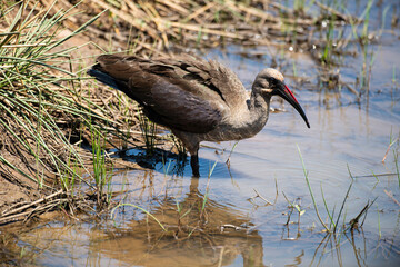 Ibis hagedash,.Bostrychia hagedash ,Hadada Ibis, Afrique du Sud