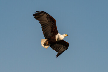 Pygargue vocifer, .Haliaeetus vocifer , African Fish Eagle, Parc national Kruger, Afrique du Sud