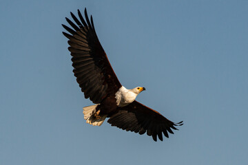 Fototapeta na wymiar Pygargue vocifer, .Haliaeetus vocifer , African Fish Eagle, Parc national Kruger, Afrique du Sud