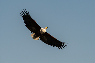 Fototapeta na wymiar Pygargue vocifer, .Haliaeetus vocifer , African Fish Eagle, Parc national Kruger, Afrique du Sud