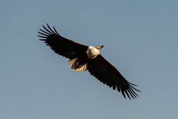Pygargue vocifer, .Haliaeetus vocifer , African Fish Eagle, Parc national Kruger, Afrique du Sud