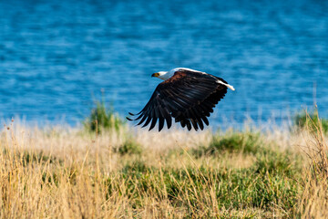 Pygargue vocifer, .Haliaeetus vocifer , African Fish Eagle, Parc national Kruger, Afrique du Sud