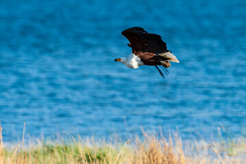 Pygargue vocifer, .Haliaeetus vocifer , African Fish Eagle, Parc national Kruger, Afrique du Sud
