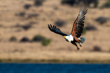 Pygargue vocifer, .Haliaeetus vocifer , African Fish Eagle, Parc national Kruger, Afrique du Sud