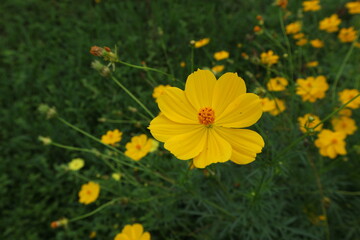 Yellow starburst flowers in the meadow