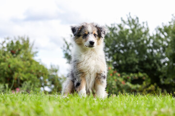 Small shetland sheepdog puppy sitting in grass.