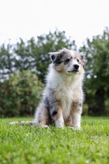 Small shetland sheepdog puppy sitting in grass.