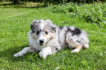 Small beautiful shetland sheepdog puppy sitting on fresh cut garden grass.