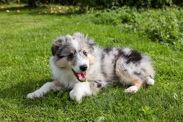 Small beautiful shetland sheepdog puppy sitting on fresh cut garden grass.