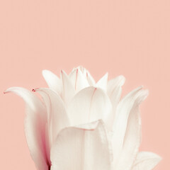 Beautiful floral greeting card with white peony lily. Tender flower petals close up.
