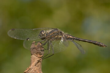 big dragonfly sitting on a twig
