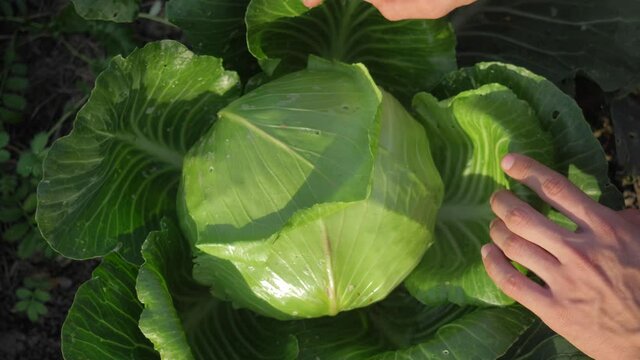 garmer hands inspecting fresh green cabbage. green cabbage with drops of water close up. agriculture cabbage plantation. fresh harvest