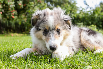 Small beautiful shetland sheepdog puppy sitting on fresh cut garden grass.