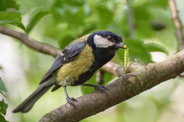  Great tit (Parus major) with feeding for young.   Czechia. Europe.