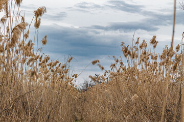 Grass and sky