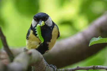  Great tit (Parus major) with feeding for young.   Czechia. Europe.