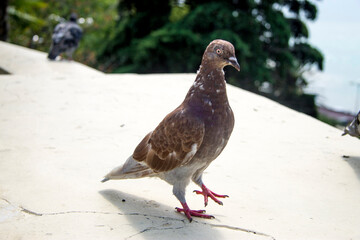 One brown dove walking in the park outdoor