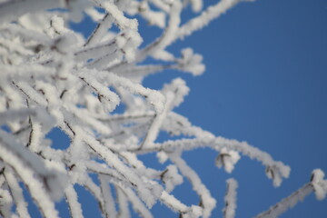 frost on the branches of Christmas trees and trees