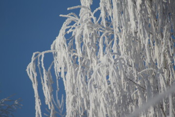 frost on the branches of Christmas trees and trees