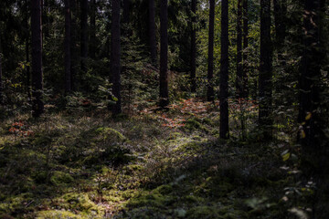 Fototapeta premium Artistic moody forest view in sunlight with shadows.