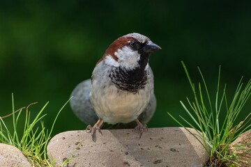 House sparrow, Passer domesticus, male on stones with grass near water. Czechia. Europe.