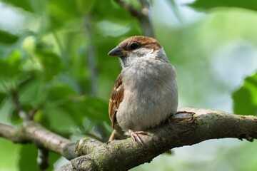 Juvenile Tree sparrow (Passer montanus) on the branch. Czechia. Europe.