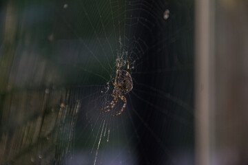 Spider on it's web