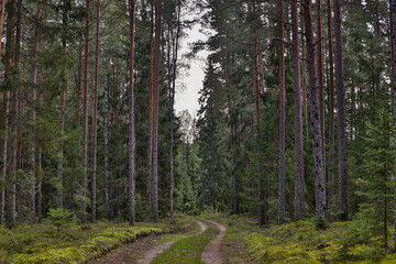 Fototapeta premium Old natural countryside road through large pine tree forest.